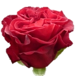 Hearts Roses de jardin rouges Equateur Ethiflora